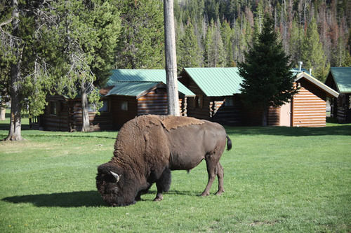 Pahaska Tepee Resort Cody Bagian luar foto